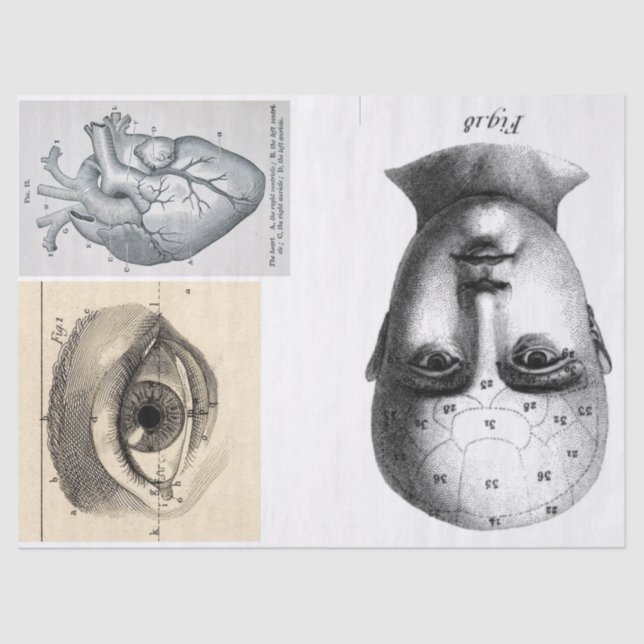 Papier Mousseline Feuille d'éléments d'anatomie de journal d'ordure (Recto)