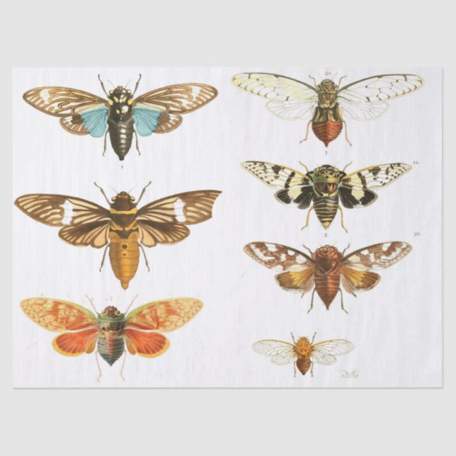 Papier Mousseline Feuille d'éléments de journal d'ordure d'insecte (Recto)