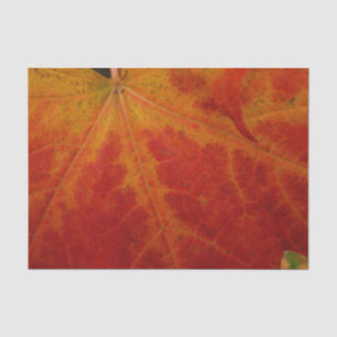 Papier Mousseline Feuille d'érable rouge Abstraite Automne Photograp