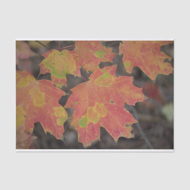 Papier Mousseline Feuilles d'automne (Recto)