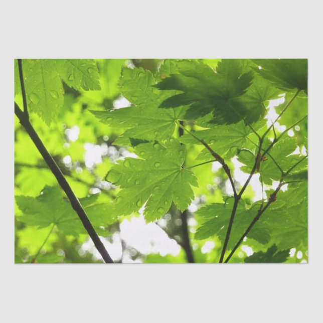 Papier Mousseline Feuilles d'érable avec Raindrops (Recto)