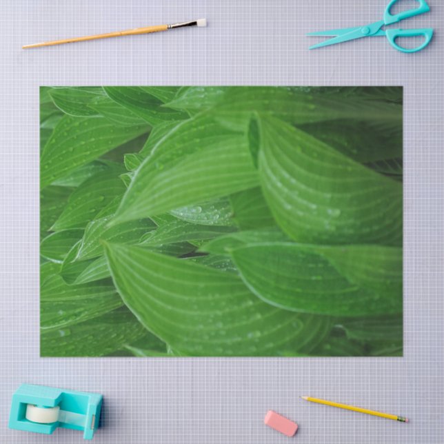 Papier Mousseline Feuilles Hosta vertes avec Raindrops Tissu Paper (Artisanat)