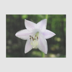Papier Mousseline Fleur blanche d'Hosta