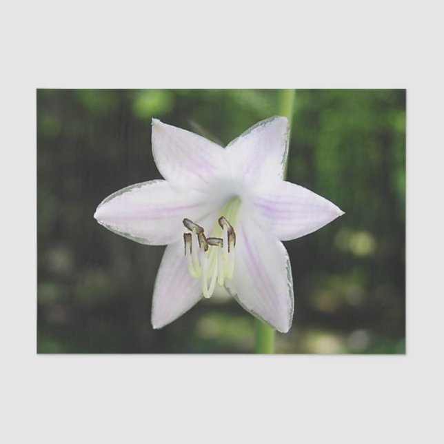 Papier Mousseline Fleur blanche d'Hosta (Recto)