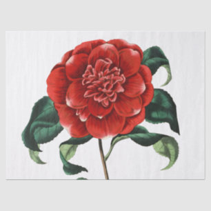 Papier Mousseline Fleur de Camélia Rouge Vintage