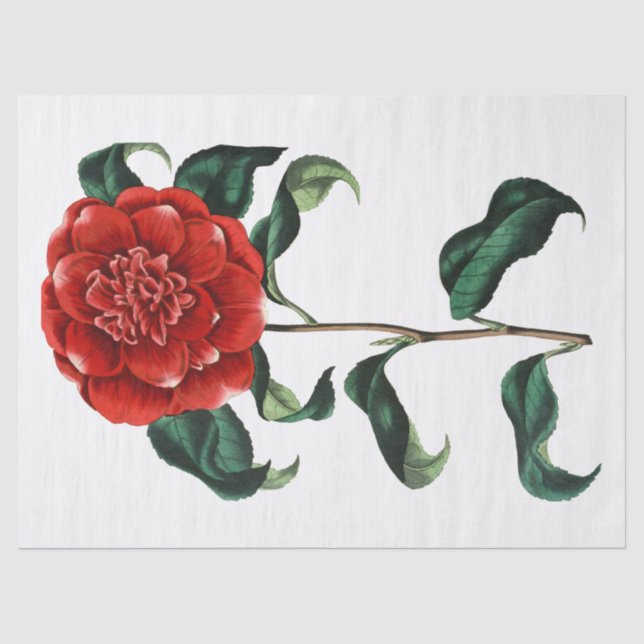 Papier Mousseline Fleur de camélia rouge vintage (Recto)