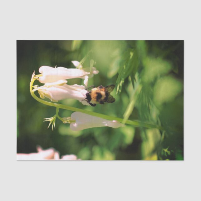 Papier Mousseline Fleur De Colonnette Blanche Et Déchoupage D'Abeill (Recto)