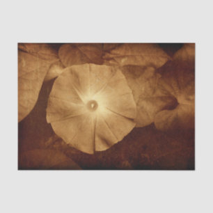 Papier Mousseline Fleur de gloire du matin sépia antique vintage