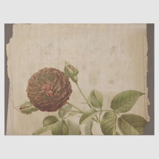 Papier Mousseline Fleur de pavot sur la page détendue (Recto)