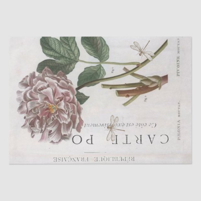 Papier Mousseline Fleur de pivoine rose Botanique Français Dragonfly (Recto)