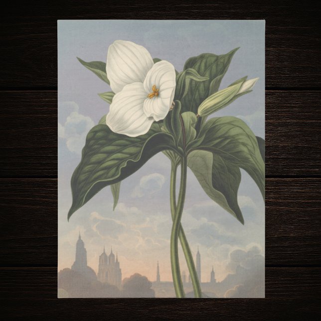 Papier Mousseline Fleur de Trille blanc dans le style du Temple de F (Créateur téléchargé)