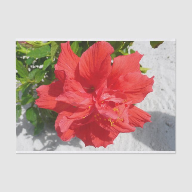 Papier Mousseline Fleur double hibiscus rouge (Recto)