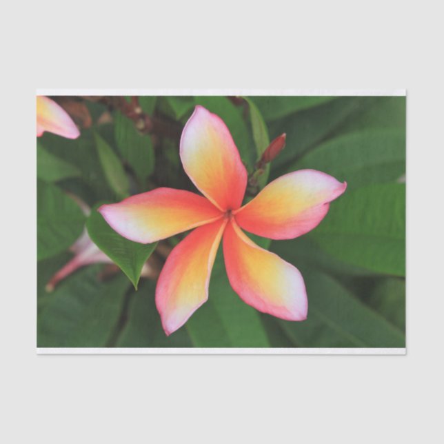 Papier Mousseline Fleur Frangipani (Recto)
