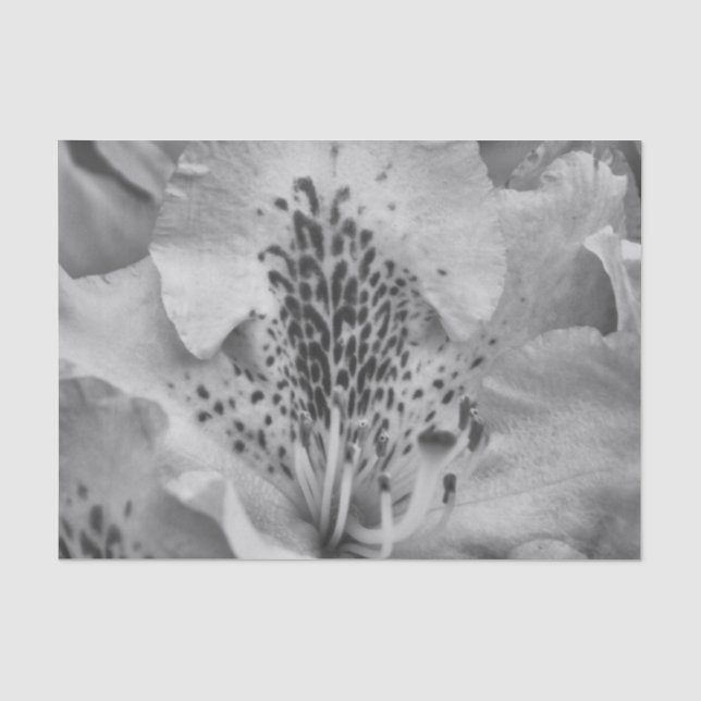 Papier Mousseline fleur grise (Recto)