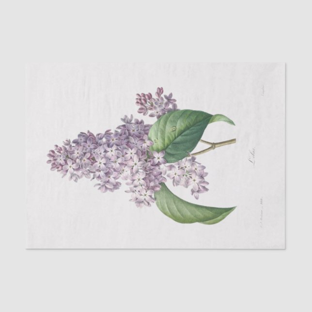 Papier Mousseline Fleur Lilac Fleurs Florales Découpage (Recto)