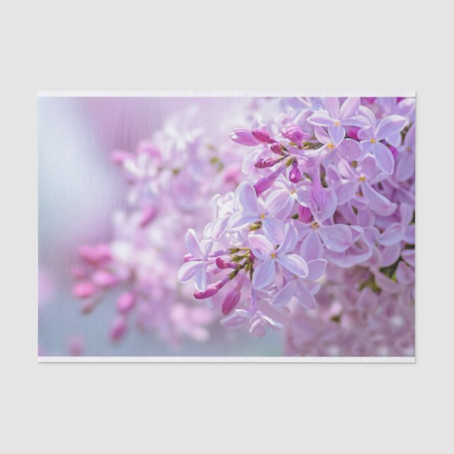 Papier Mousseline Fleur lilas rose (Recto)