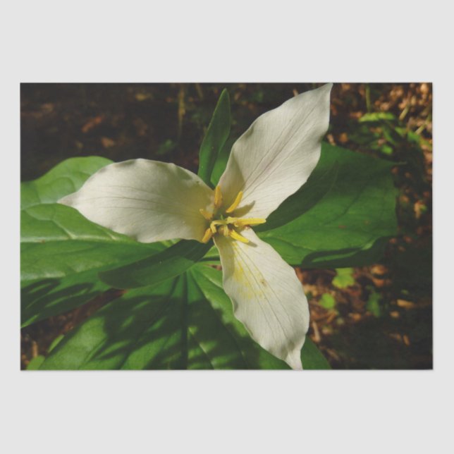 Papier Mousseline Fleur sauvage de printemps blanc Trillium Flower (Recto)