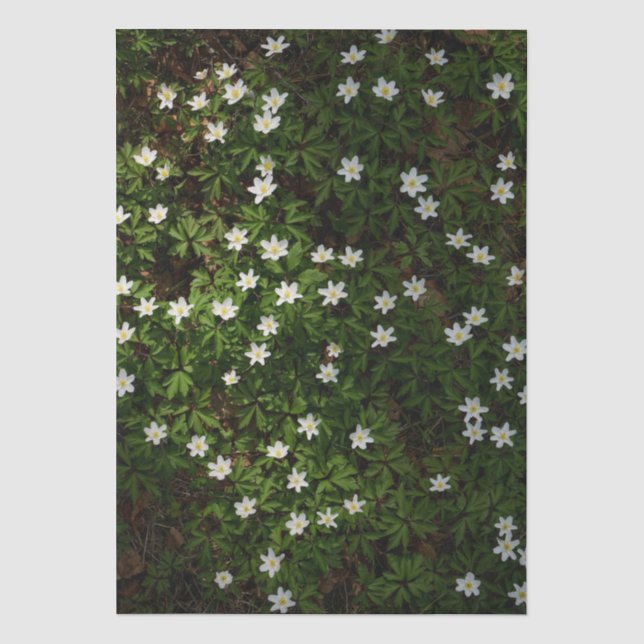 Papier Mousseline Fleurs blanches de printemps en forêt (Recto)