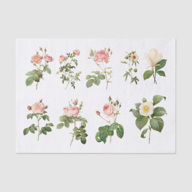 Papier Mousseline Fleurs botaniques Vintages authentiques (pas AI) (Recto)