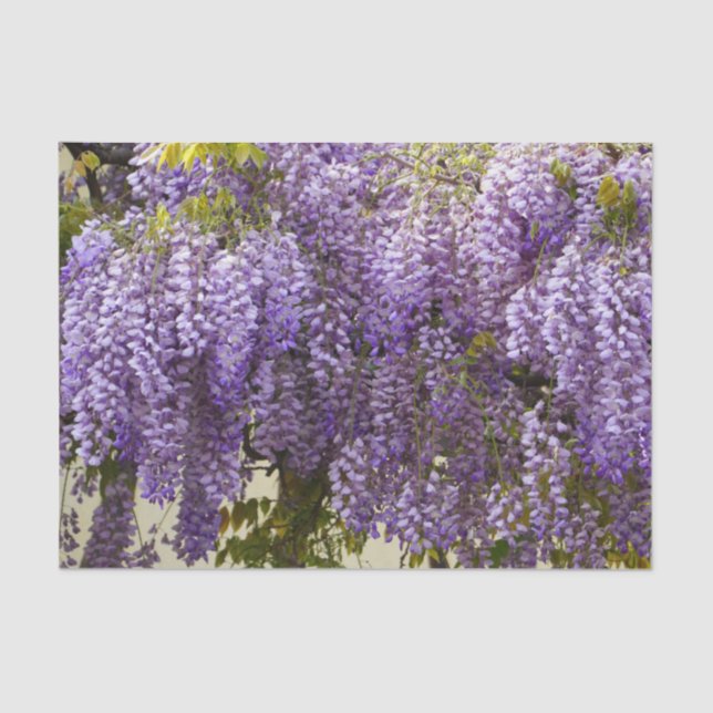 Papier Mousseline Fleurs de bisteria violet