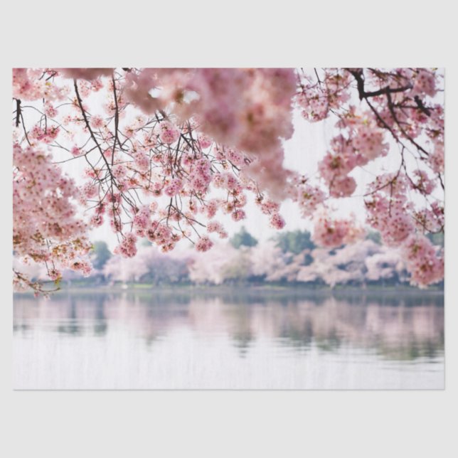 Papier Mousseline Fleurs de cerisiers (Recto)