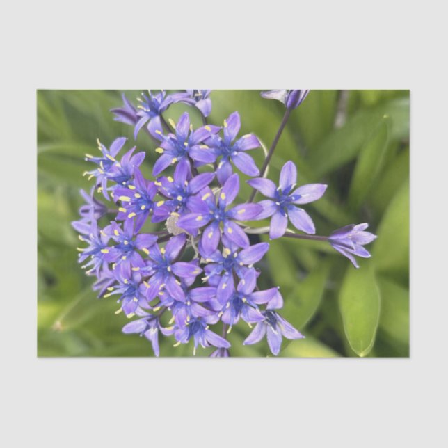 Papier Mousseline Fleurs de Squill Portugais Closeup Nature Photo (Recto)
