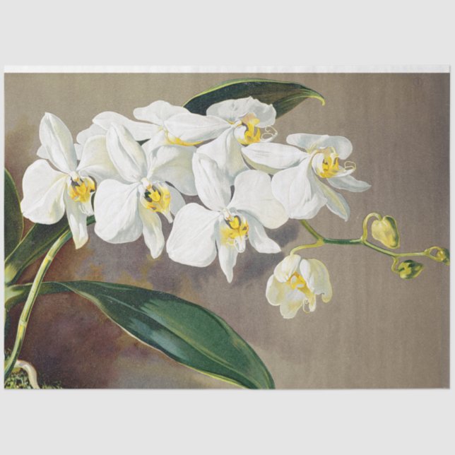 Papier Mousseline Fleurs d'orchidées tropicales Papier de tissus flo (Recto)