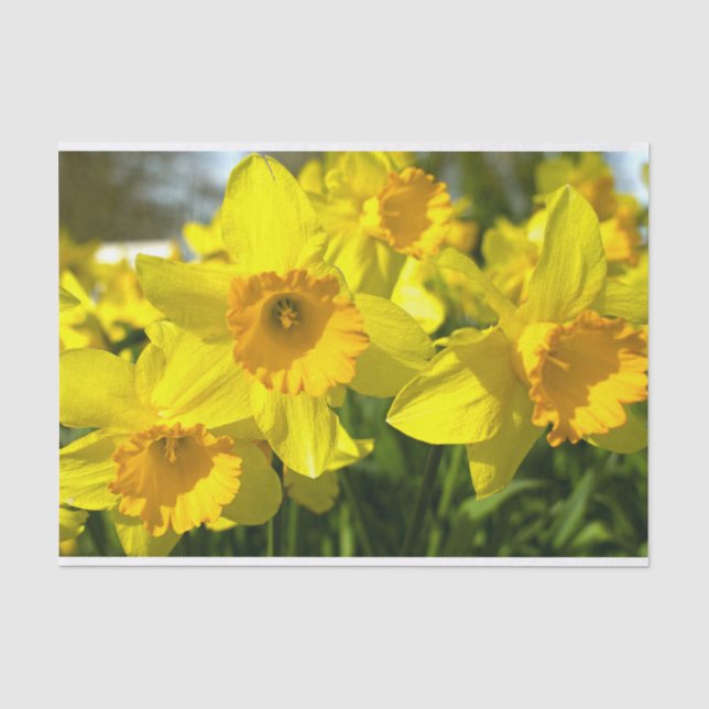 Papier Mousseline Fleurs jonquilles jaunes (Recto)