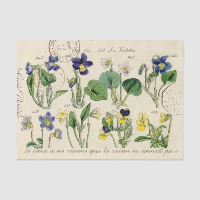 Papier Mousseline Fleurs Viola de script français cachet postal Vint (Recto)