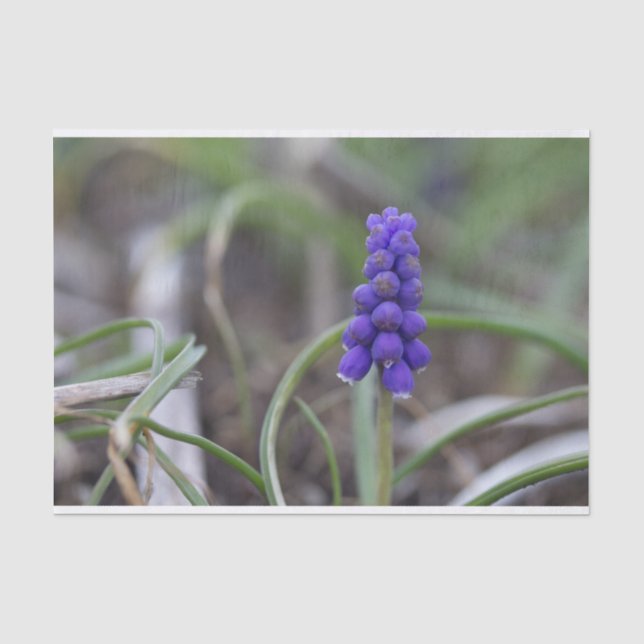 Papier Mousseline Fleurs violettes (Recto)
