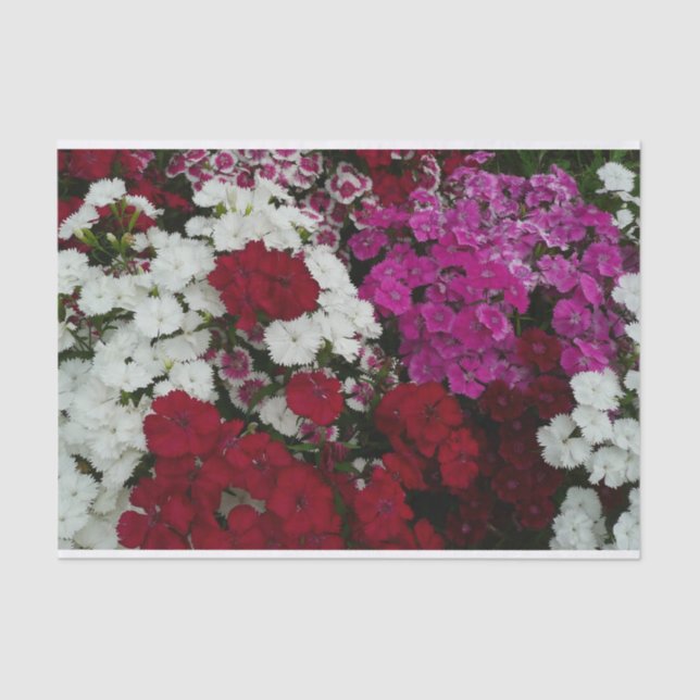 Papier Mousseline Floral Dianthus blanc, rose et rouge (Recto)