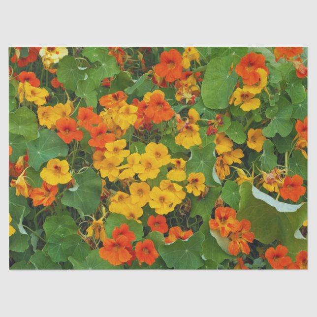 Papier Mousseline Floral Nasturtiums Jaune et Orange Photo (Recto)