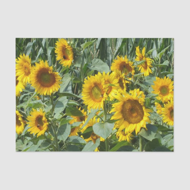 Papier Mousseline Flower, sun, plant, nature, summer, floral (Recto)