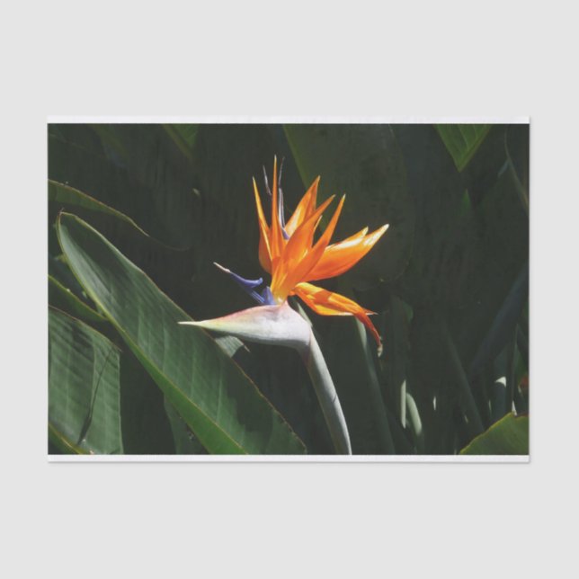 Papier Mousseline Flower tropical orange paradise (Recto)