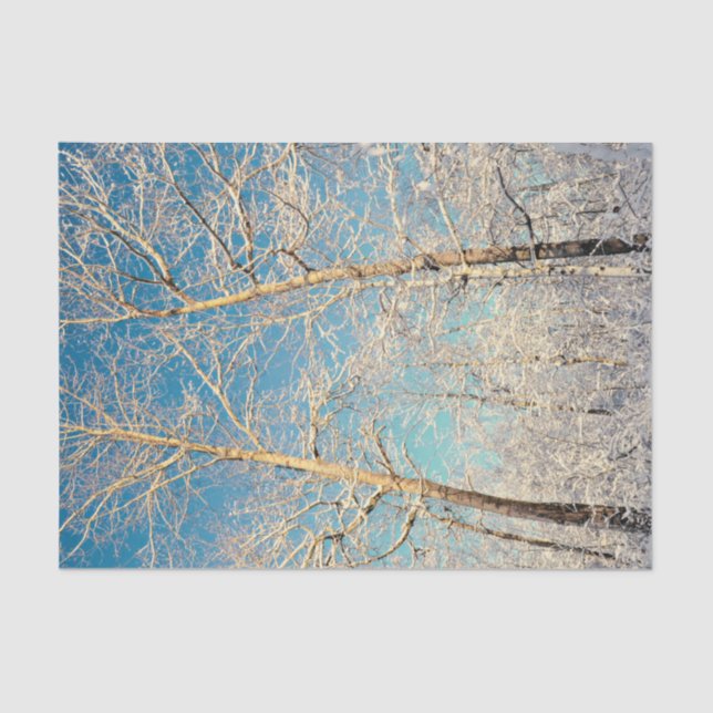 Papier Mousseline Forêt Arbres Ciel bleu Hiver Bois (Recto)