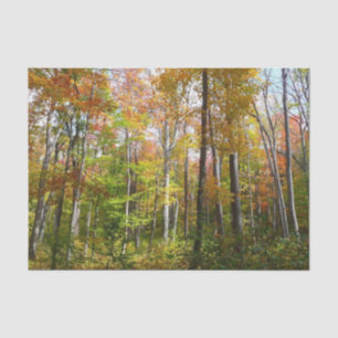 Papier Mousseline Forêt d'automne I Photographie de paysage automnal