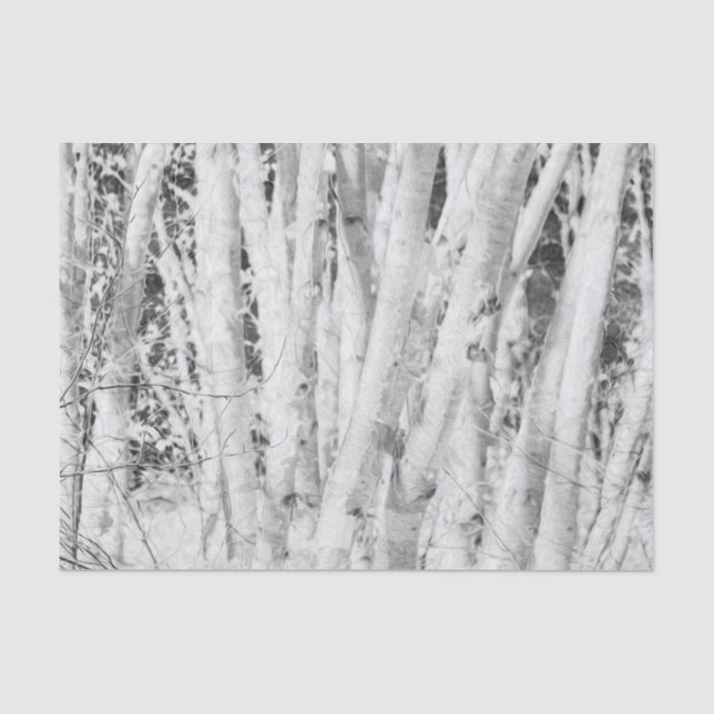 Papier Mousseline Forêt de bouleaux noirs et blancs (Recto)