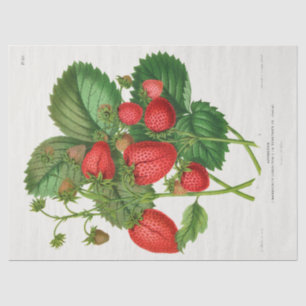 Papier Mousseline Fraise vintage