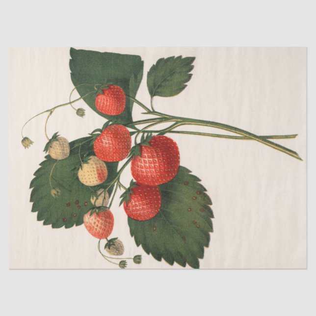Papier Mousseline Fraise vintage (Recto)