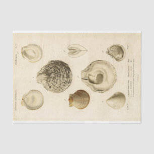 Papier Mousseline French Seashell Découpage Vintage Shell Beach