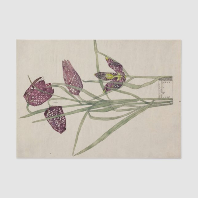 Papier Mousseline Fritillaria par Charles Mackintosh (Recto)