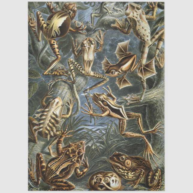 Papier Mousseline Frog and toad Ernst Haeckel vintage (Recto)