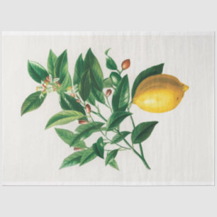 Papier Mousseline Fruit de dessin scientifique vintage de citron