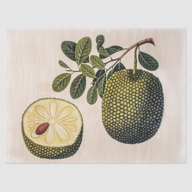 Papier Mousseline Fruit et feuillage durian (Recto)