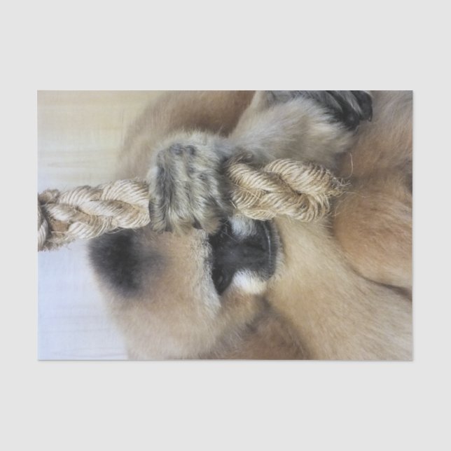 PAPIER MOUSSELINE GIBBON (Recto)