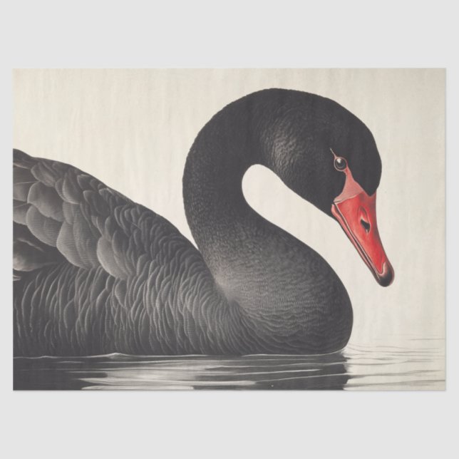 Papier Mousseline Gracity Black Swan en Ornithologie Style Découpage (Recto)