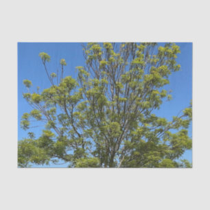 Papier Mousseline Grand Ash Tree Dans La Belle Photo Ciel Bleu