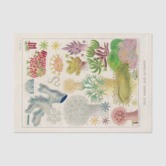 Papier Mousseline Grande barrière vintage de l'Australie Alcyonaria (Recto)