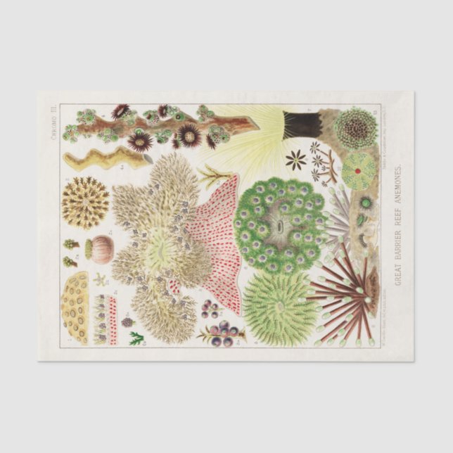 Papier Mousseline Grande barrière vintage de l'Australie Anémones (Recto)