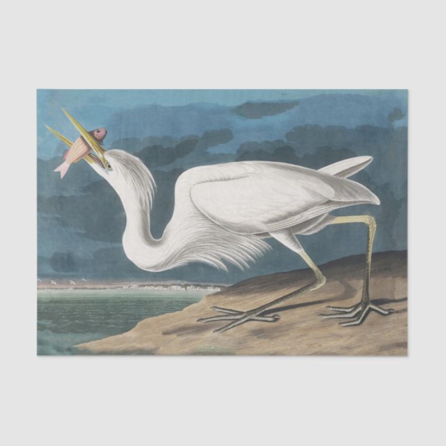 Papier Mousseline Grande Peinture de la faune d'Audubon Heron blanc (Recto)